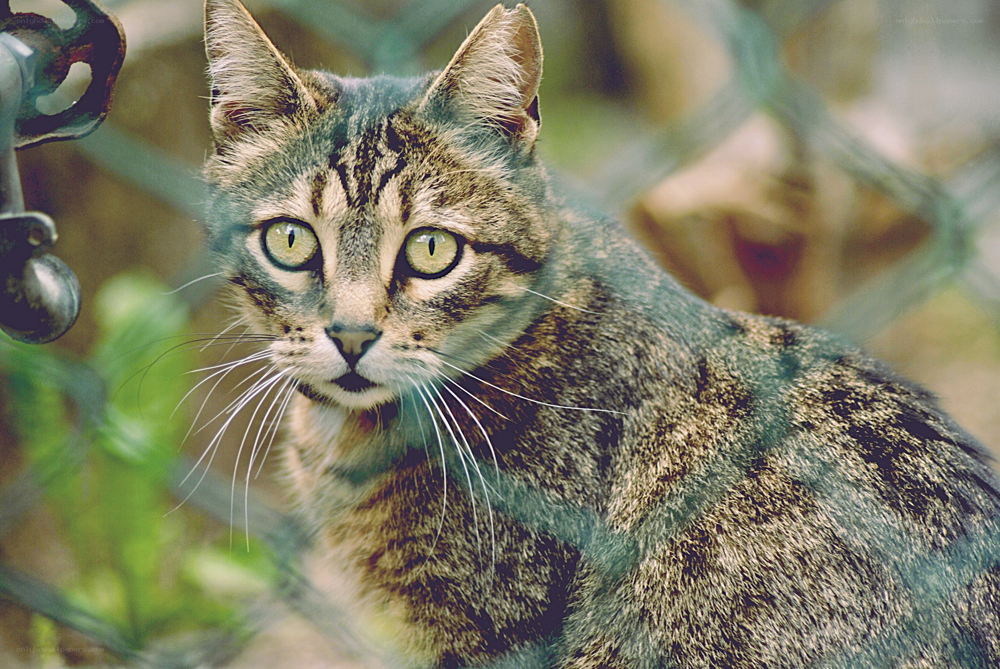 tabby cat behind a fence
