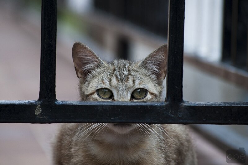 Tabby Cat Behind Bars