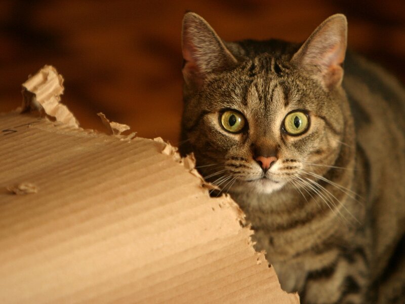 Tabby Cat Behind Cardboard
