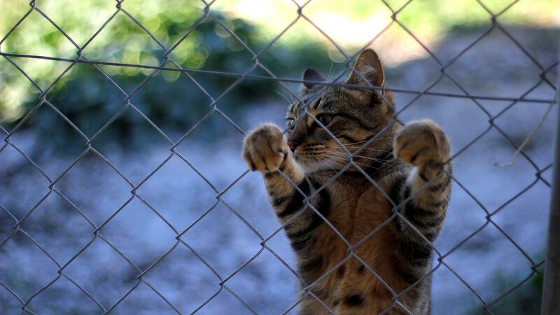 Tabby Cat Behind Fence — Brown, Curious