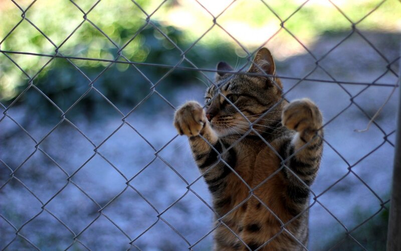 Tabby Cat Behind Fence — Brown