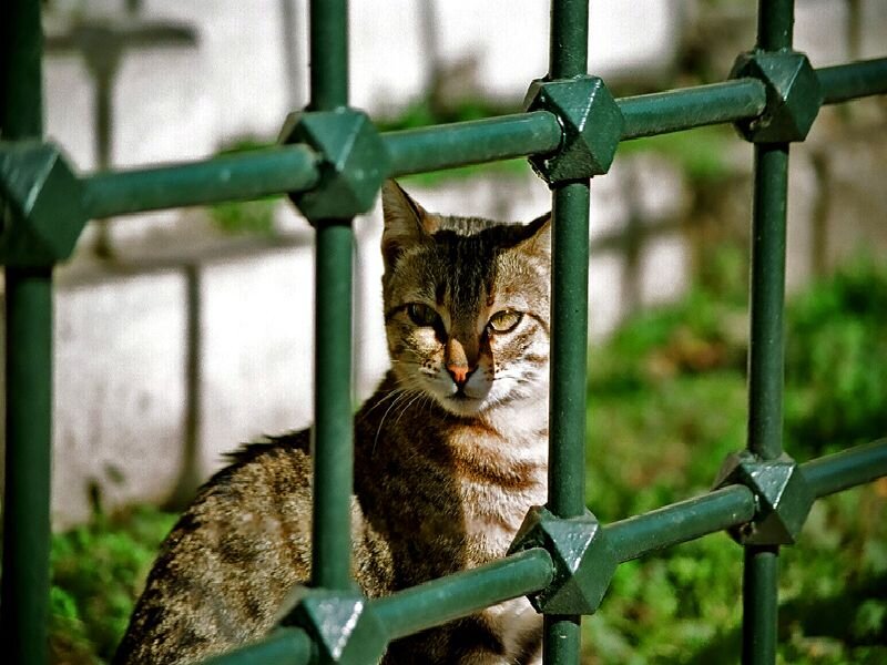 Tabby Cat Behind Fence