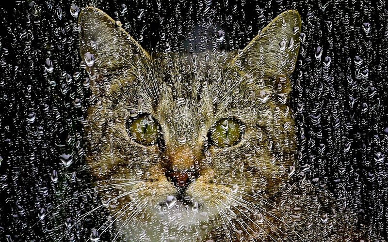 Tabby Cat Behind Glass