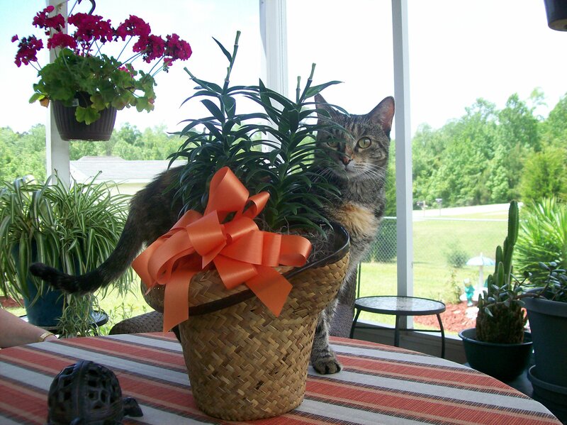 Tabby Cat Behind Plant