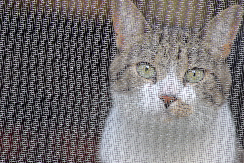 Tabby Cat Behind Screen
