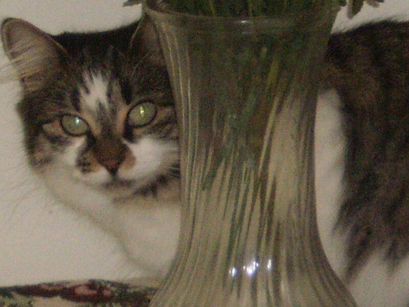 Tabby Cat Behind Vase