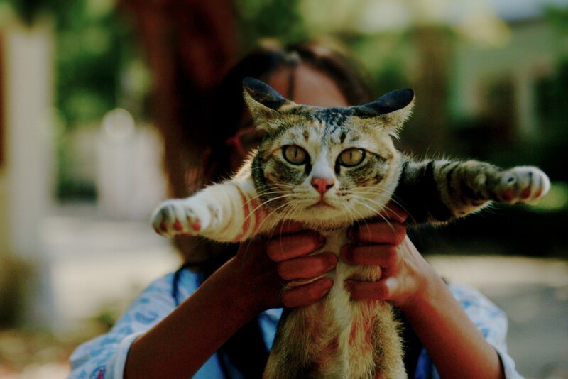 Tabby Cat Being Held