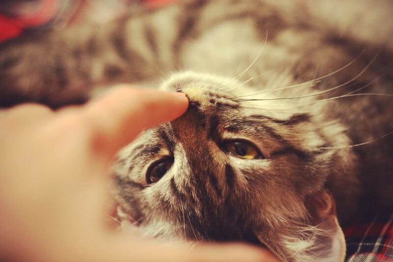 Tabby Cat Being Pet — Brown, Calm