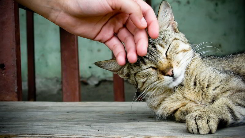 Tabby Cat Being Pet — Brown