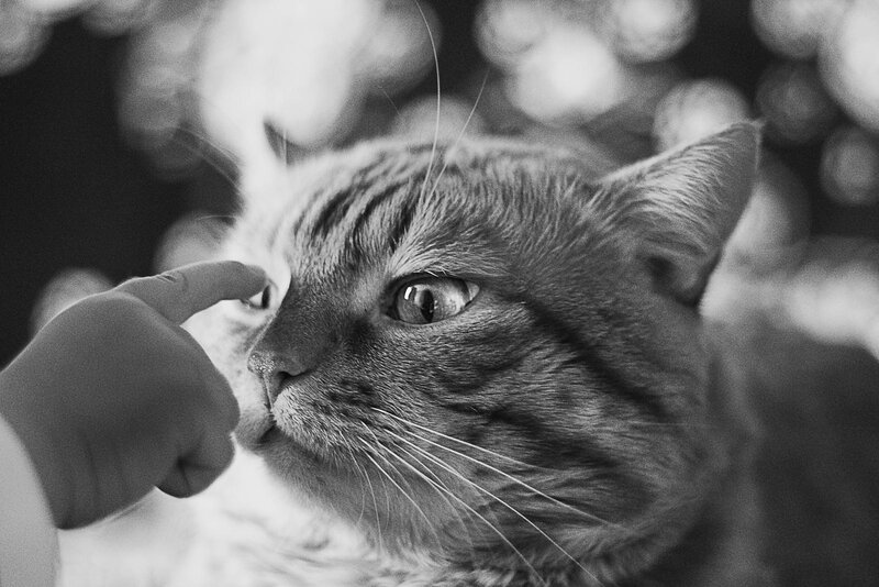 Tabby Cat Being Petted — Black