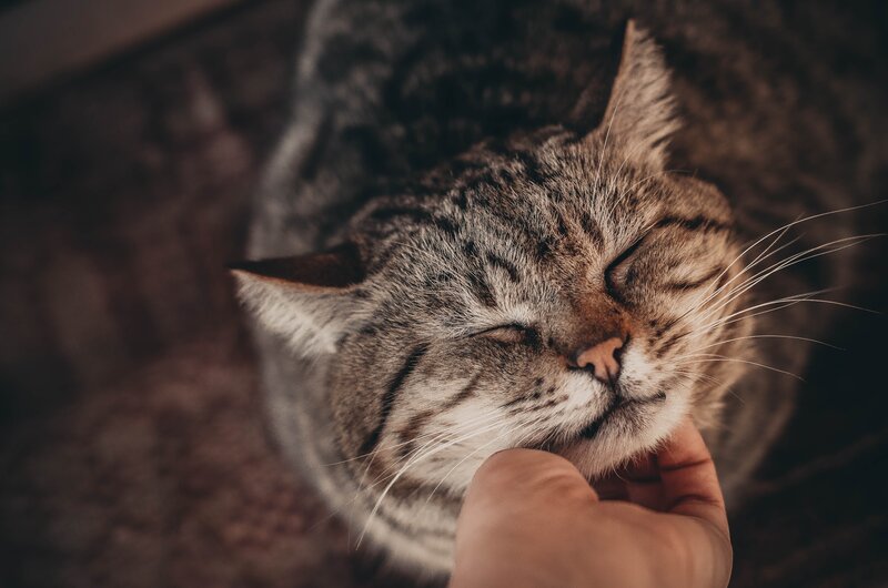 Tabby Cat Being Petted — Brown, Calm