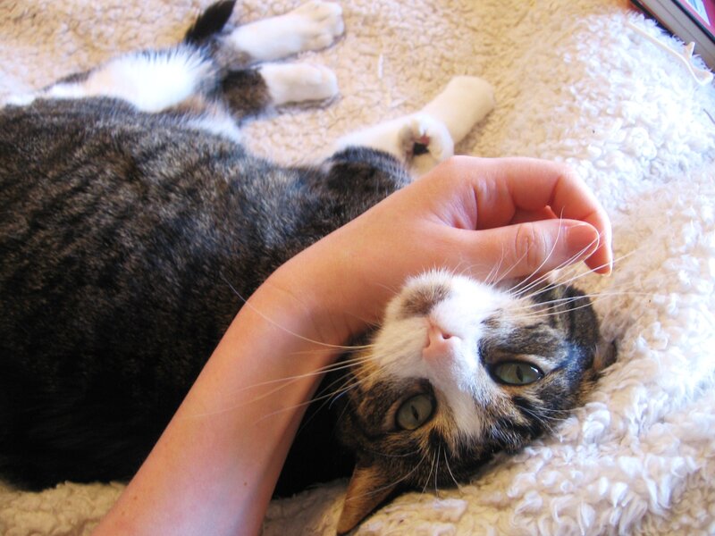 Tabby Cat Being Petted