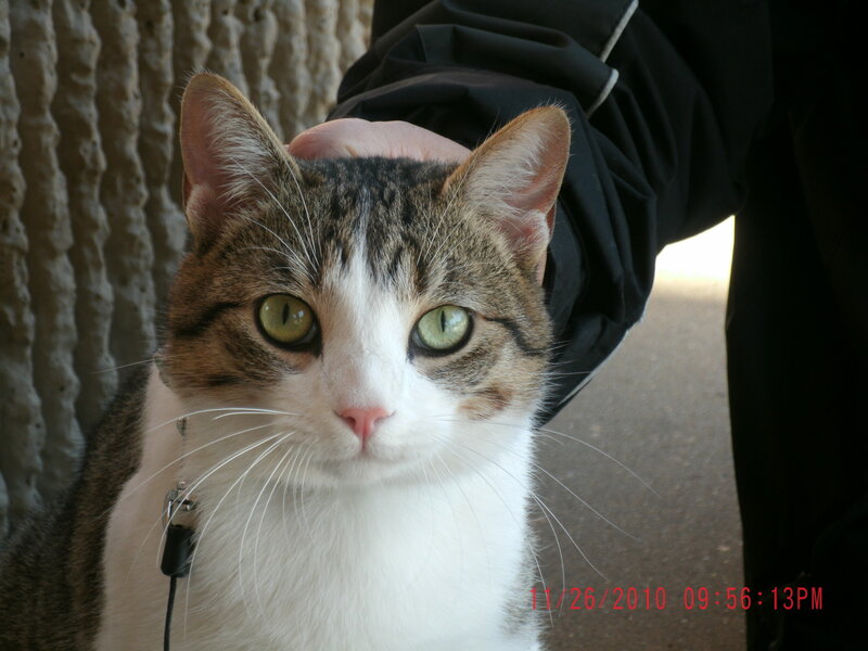 Tabby Cat Being Petted — White