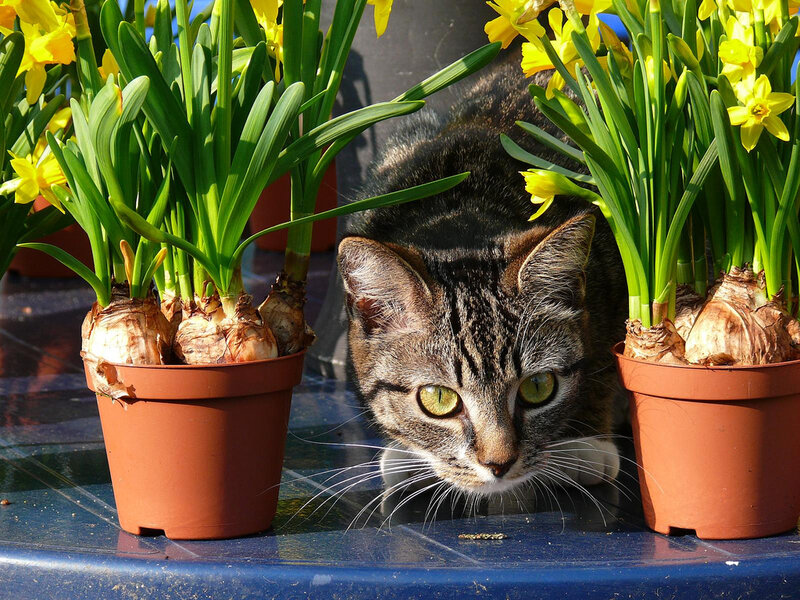 Tabby Cat Between Flowers