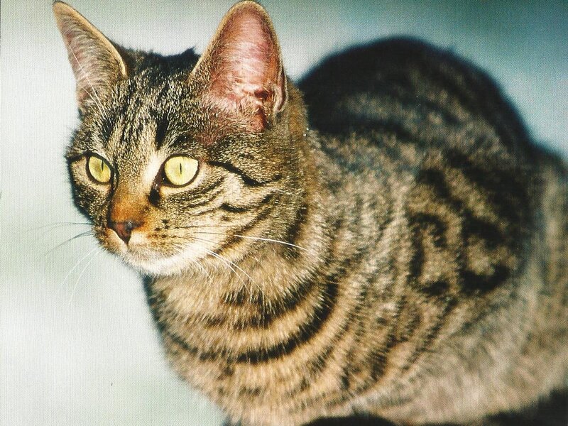 Tabby Cat — Brown, Alert