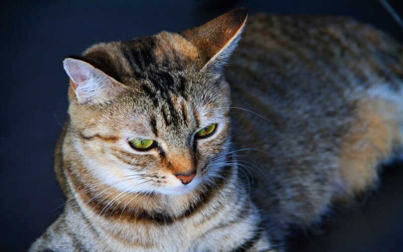 Tabby Cat — Brown, Calm, Photograph
