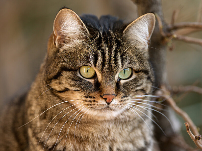 Tabby Cat — Brown, Calm