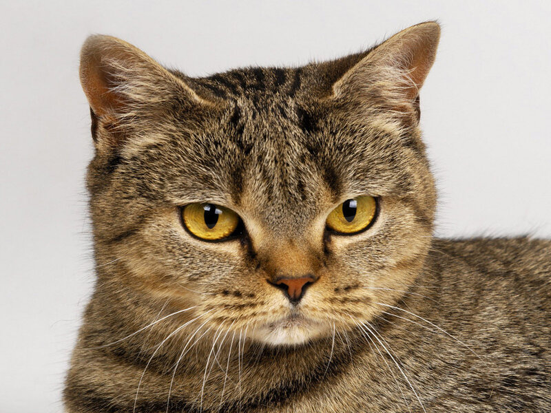 Tabby Cat — Brown, Neutral, Photograph