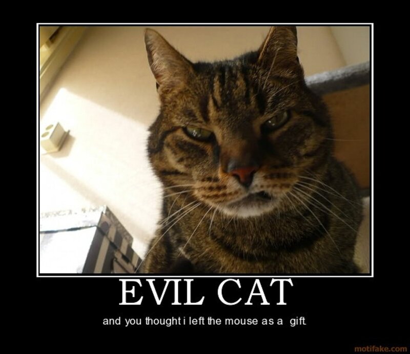 Tabby Cat — Brown, Serious