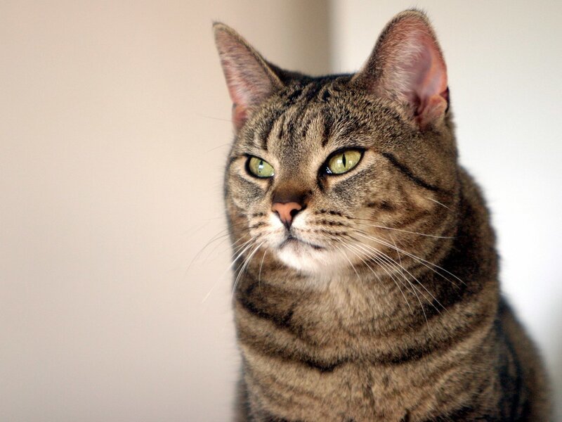 Tabby Cat — Brown