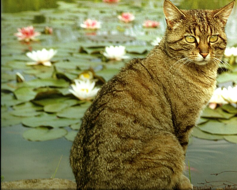 Tabby Cat by Pond