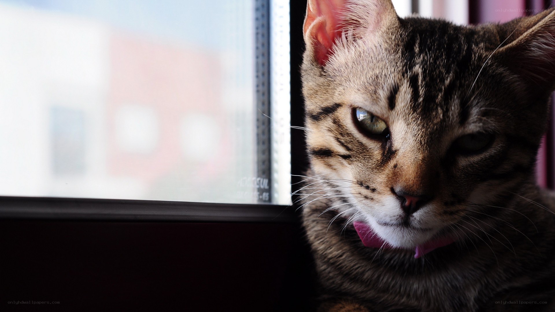 tabby cat by the window