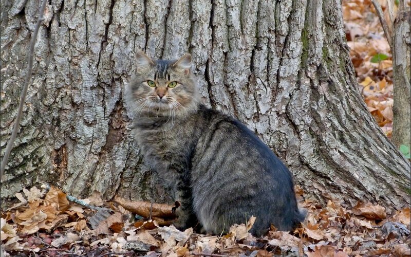 Tabby cat by tree