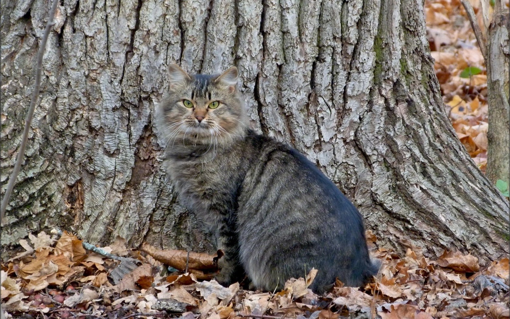 Tabby cat by tree