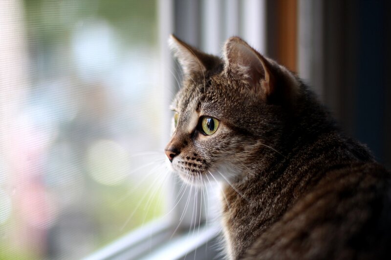 Tabby Cat by Window — Brown, Calm, Afternoon