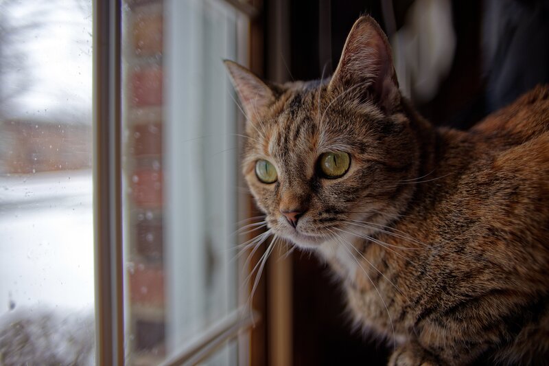 Tabby Cat by Window — Brown, Calm