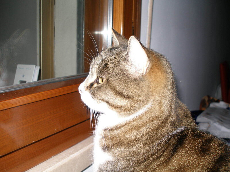 Tabby Cat by Window — Brown