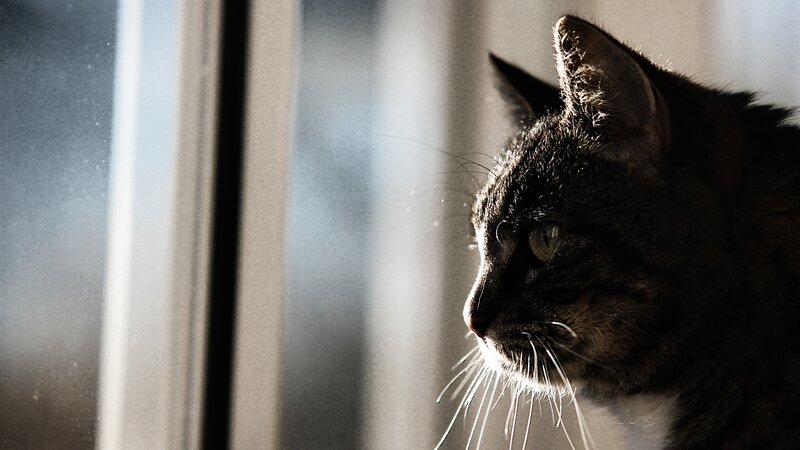Tabby Cat by Window — Gray, Contemplative