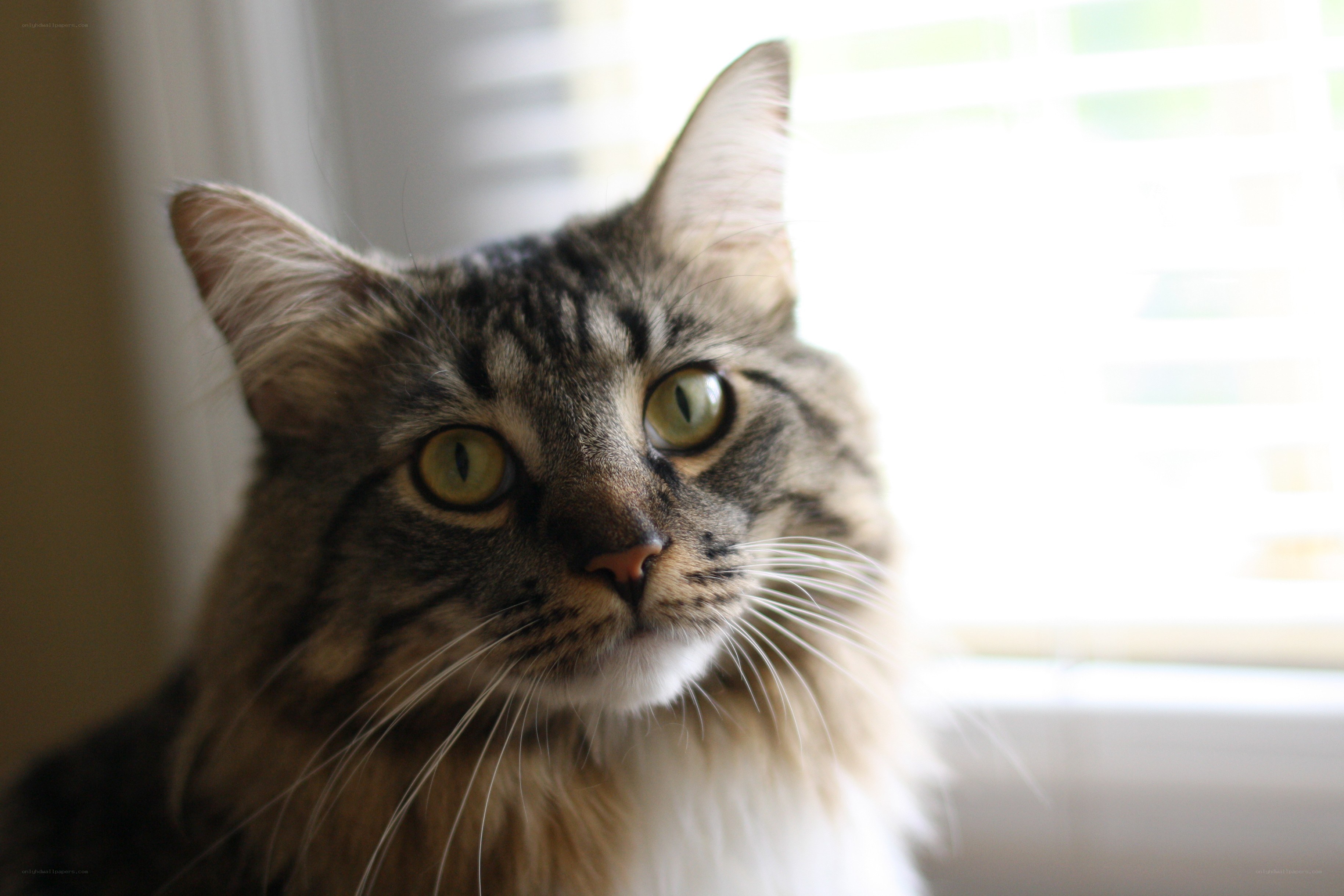 tabby cat by window