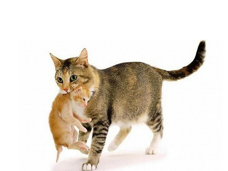 Tabby Cat Carrying Kitten — Brown