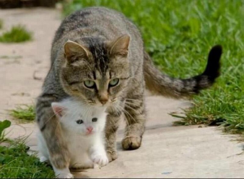 Tabby Cat Carrying Kitten — Gray