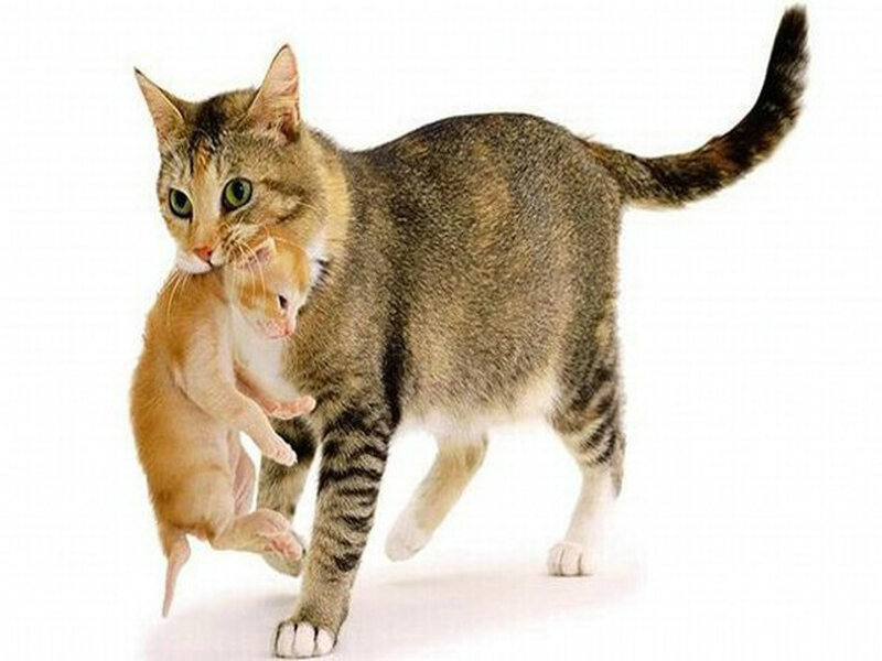 Tabby Cat Carrying Kitten