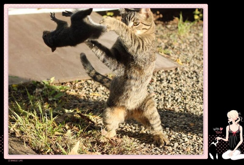Tabby Cat Catching Squirrel