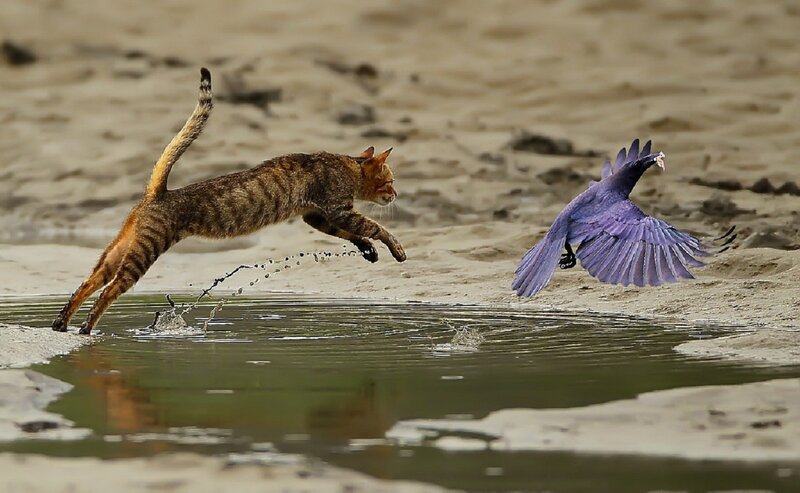 Tabby Cat Chasing Bird