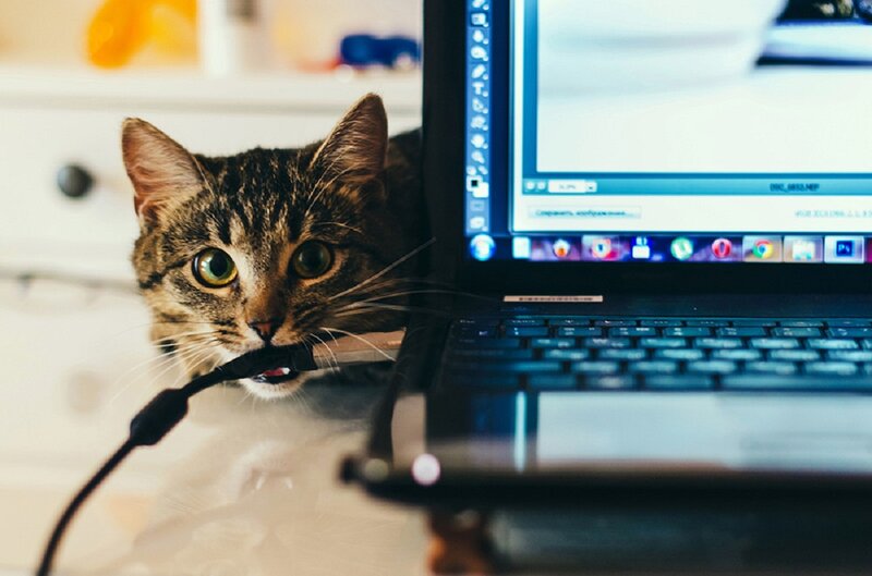 Tabby Cat Chewing Cable