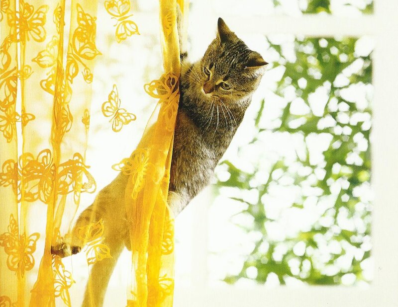 Tabby Cat Climbing Curtain