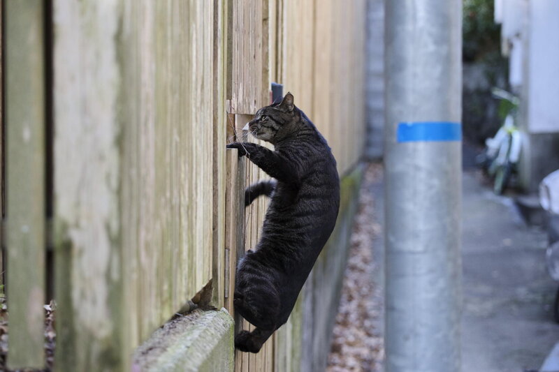 Tabby Cat Climbing Fence