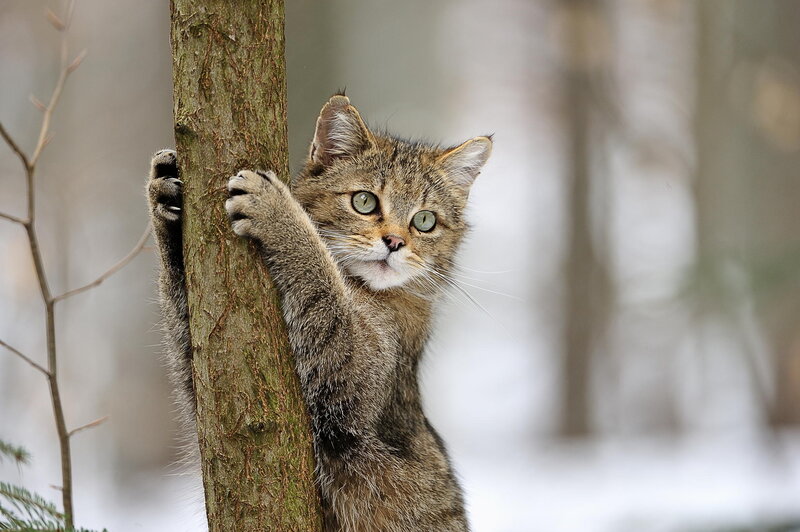 Tabby Cat Climbing Tree