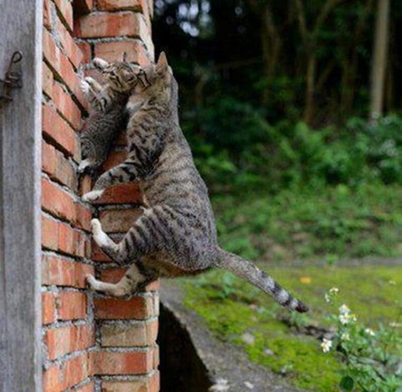 Tabby Cat Climbing Wall