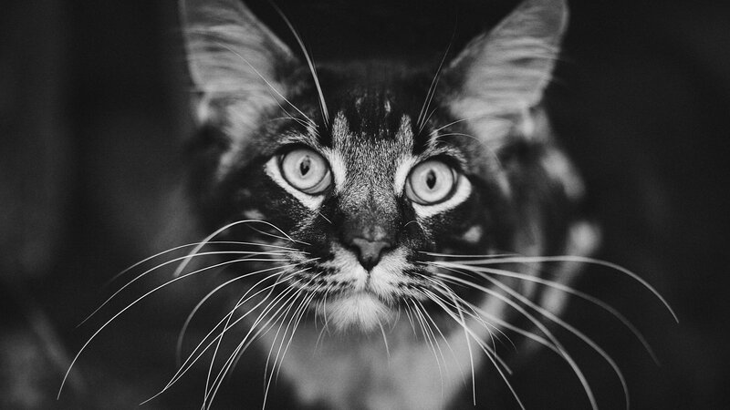 Tabby Cat Close-up — Black, Intense, Photograph