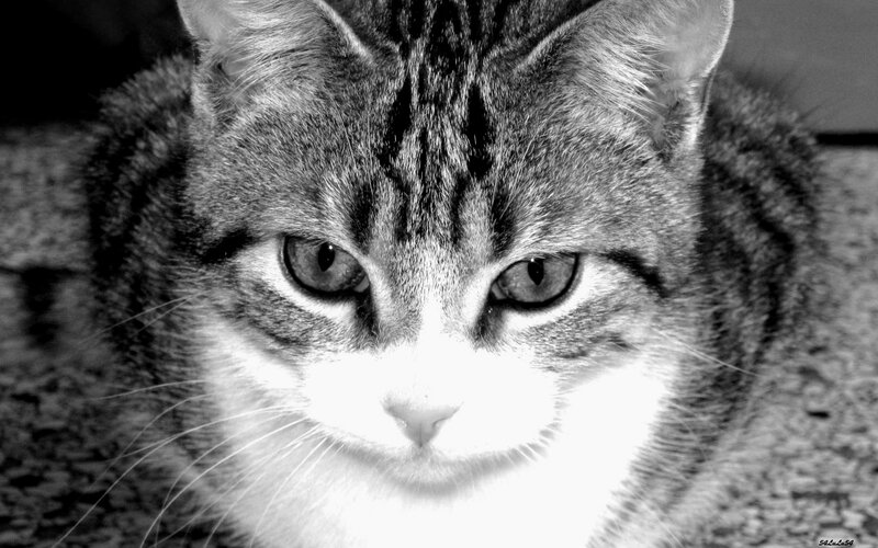 Tabby Cat Close-up — Black, Intense