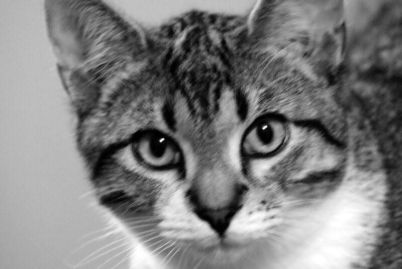 Tabby Cat Close-up — Black