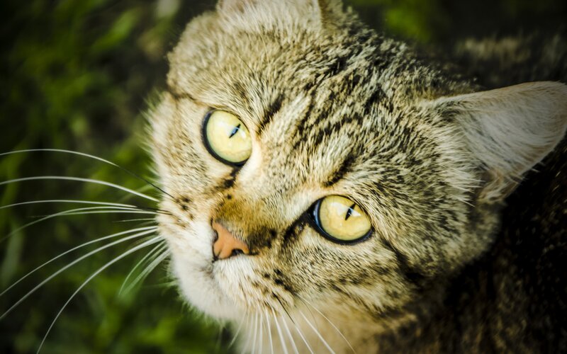 Tabby Cat Close-up — Brown, Alert, Photograph
