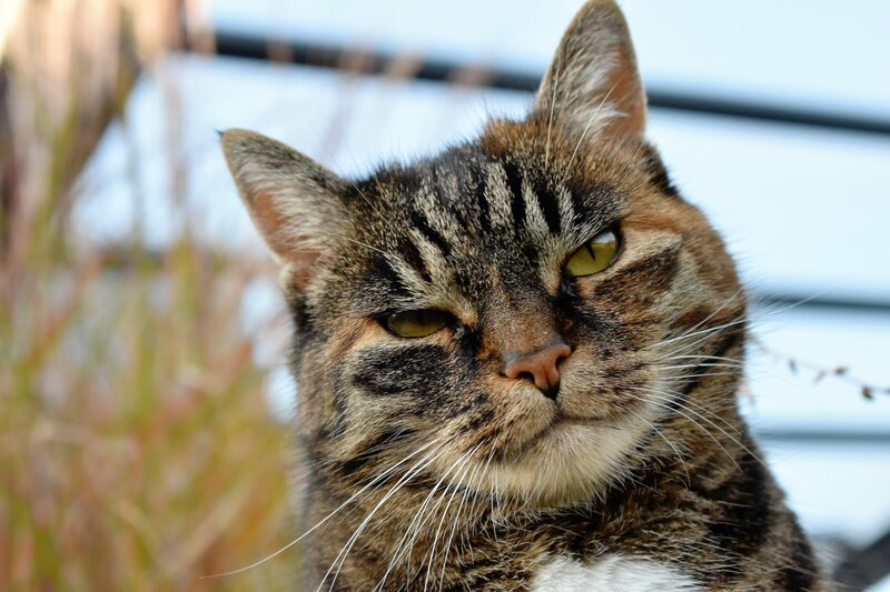 Tabby Cat Close-up — Brown, Calm, Afternoon, Photograph, Grass