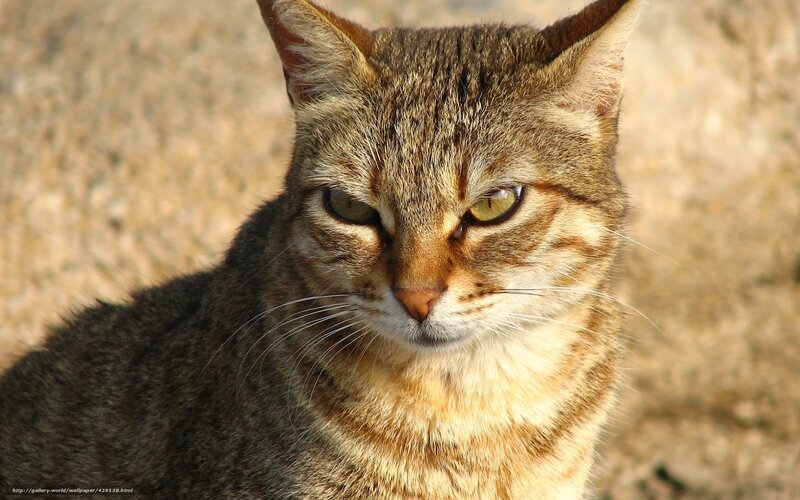Tabby Cat Close-up — Brown, Calm, Afternoon, Photograph