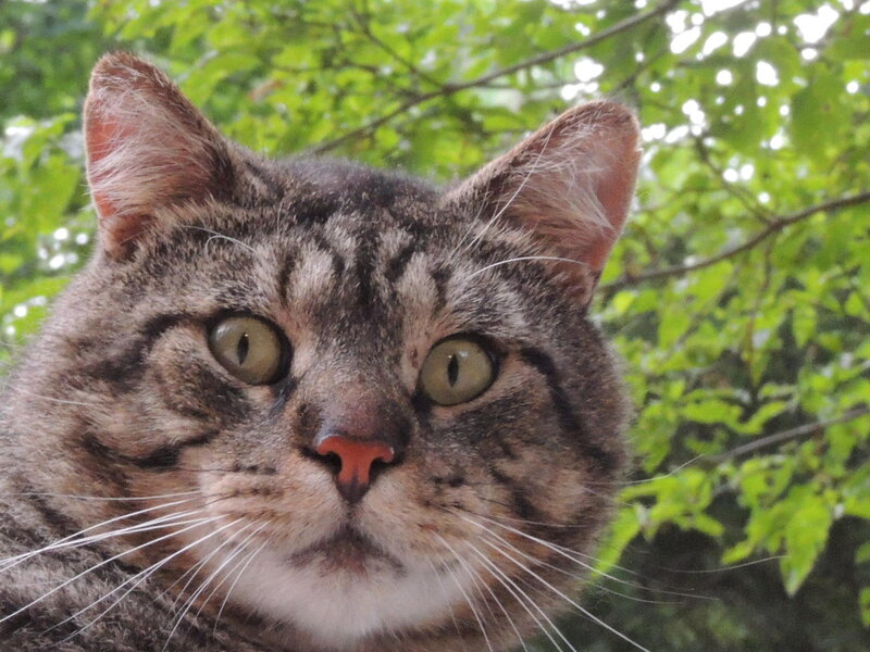 Tabby Cat Close-up — Brown, Calm, Afternoon